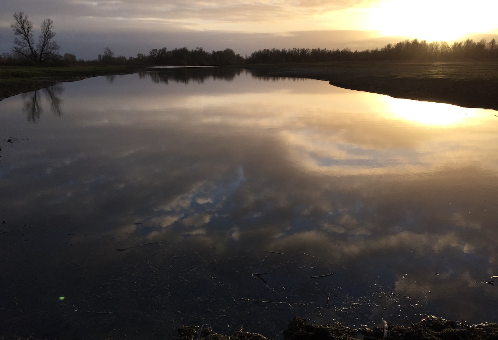 Boom met tegenlicht, Millingerwaard.